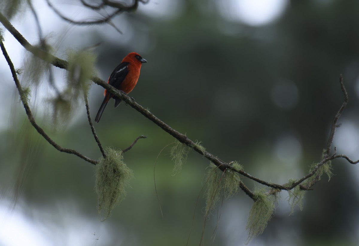 White-winged Tanager - ML601054491