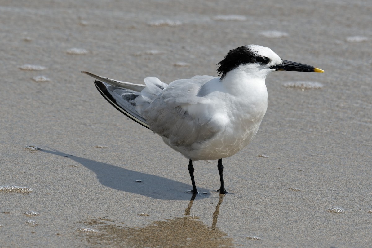 Sandwich Tern - ML601054551