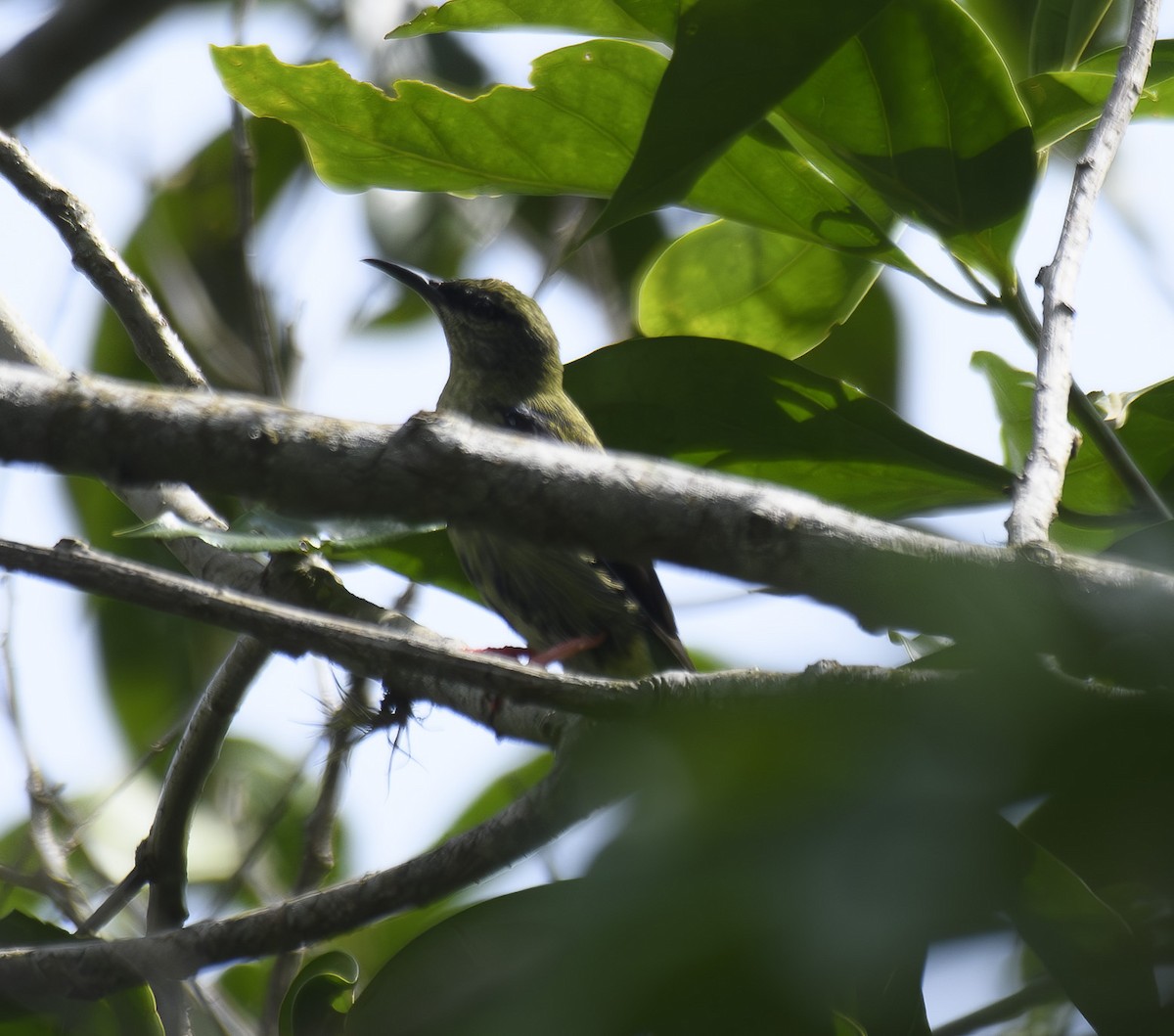 Red-legged Honeycreeper - ML601054571