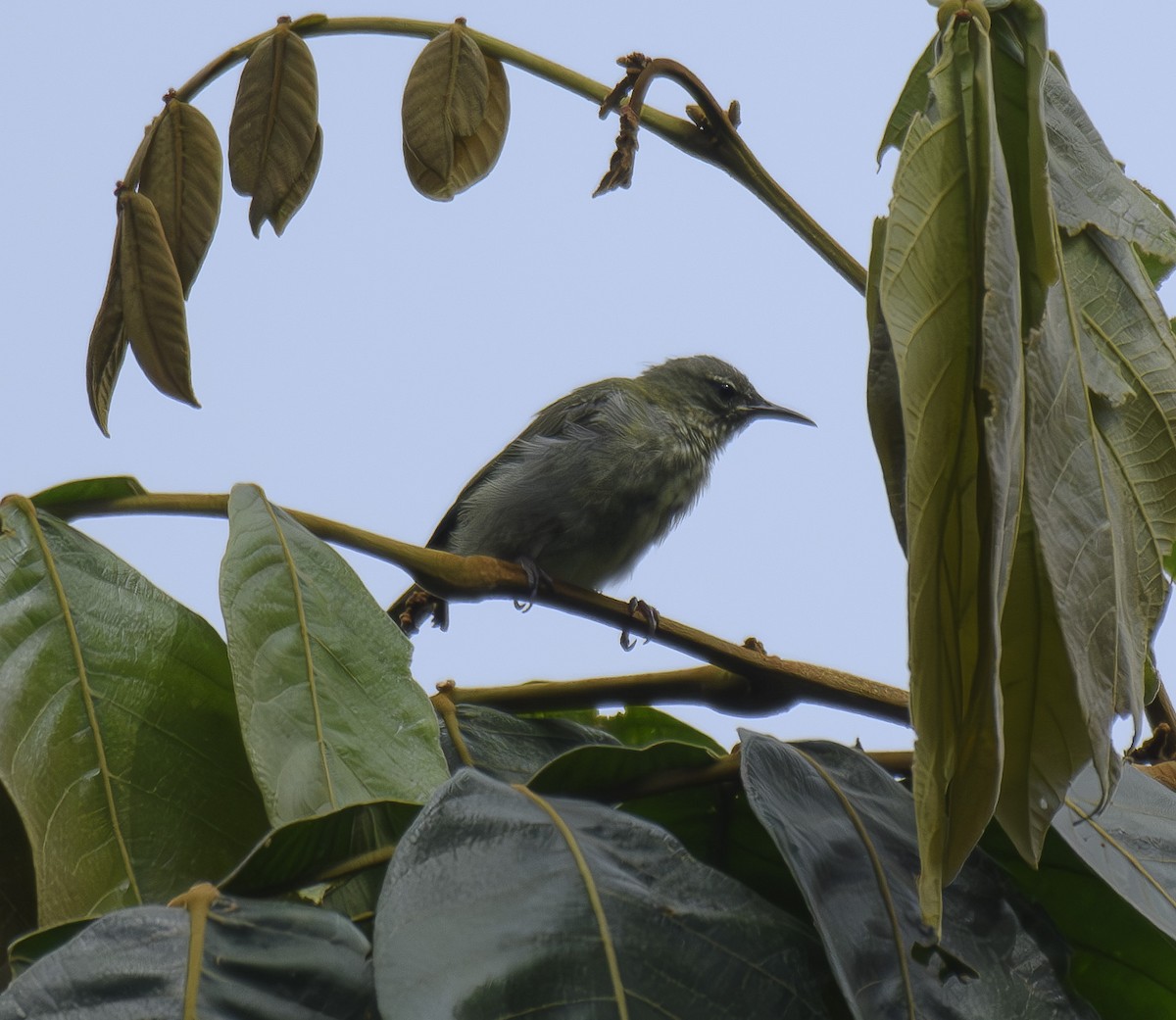 Red-legged Honeycreeper - ML601054581