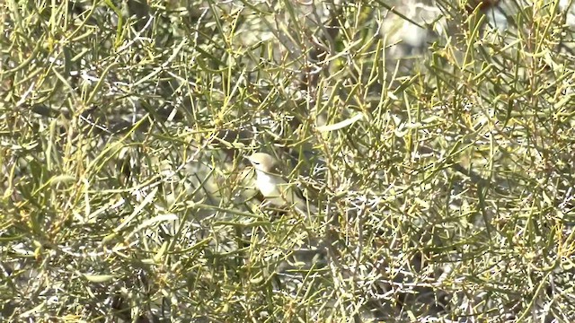 Dusky Gerygone - ML601056181