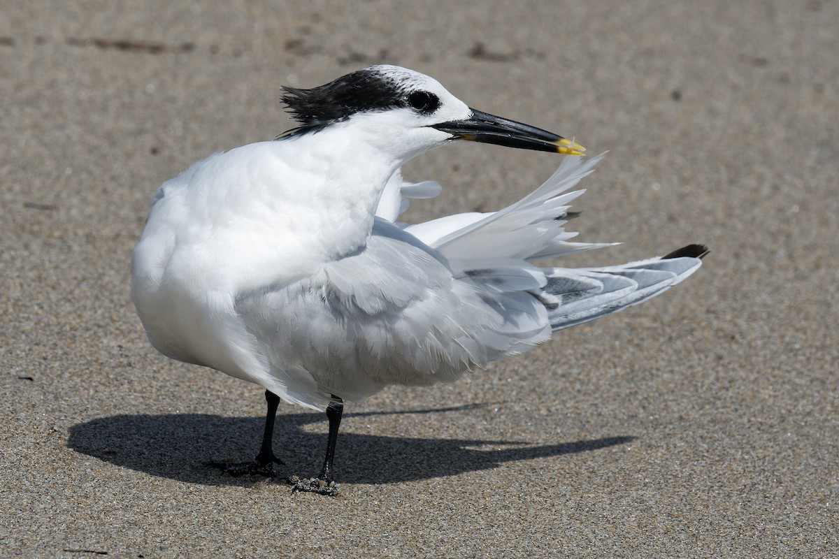 Sandwich Tern - ML601056541