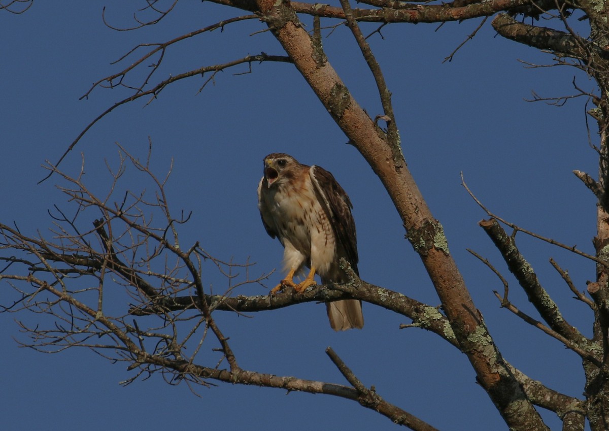 Red-tailed Hawk - ML601056611