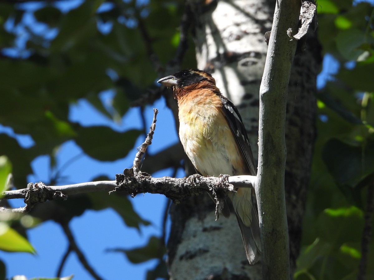 Black-headed Grosbeak - ML601056721