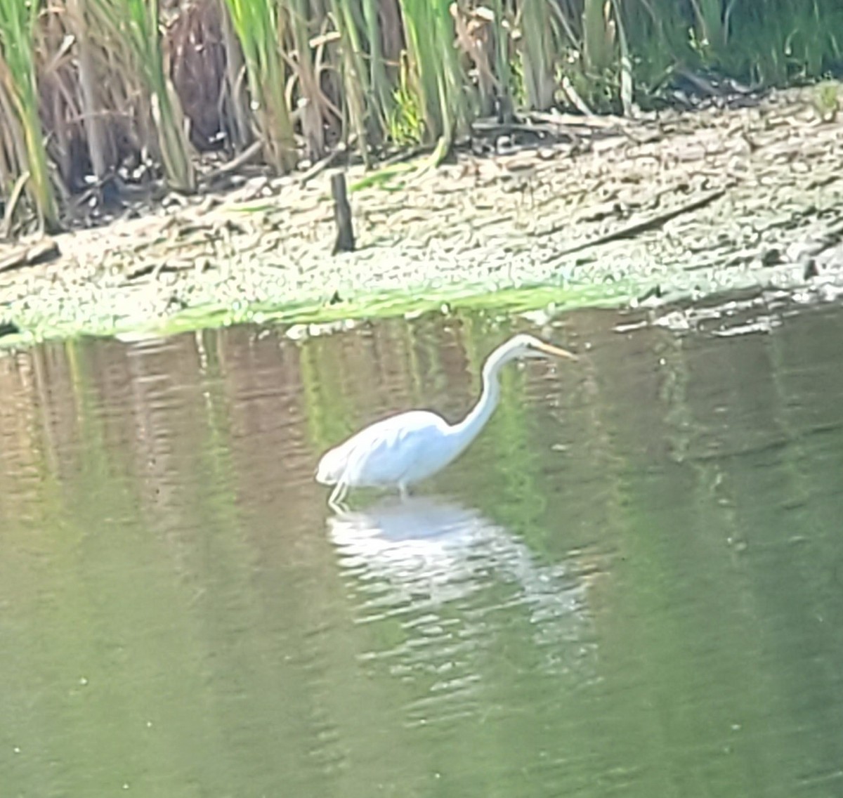 Great Egret - ML601057011