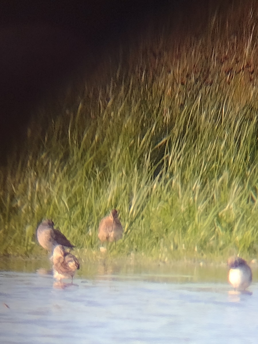 Short-billed Dowitcher - Patrick Laniel