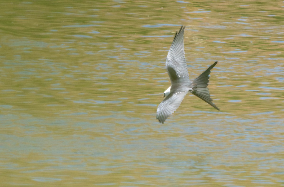 Swallow-tailed Kite - ML601059391