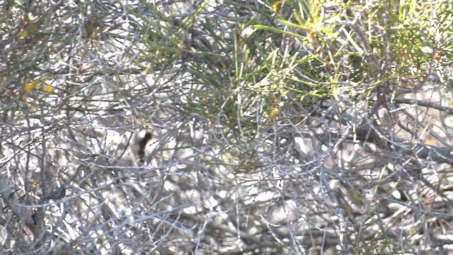 Australian Yellow White-eye - ML601059551