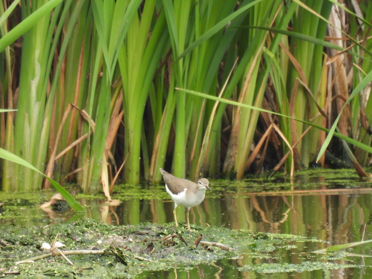 Spotted Sandpiper - ML601061031