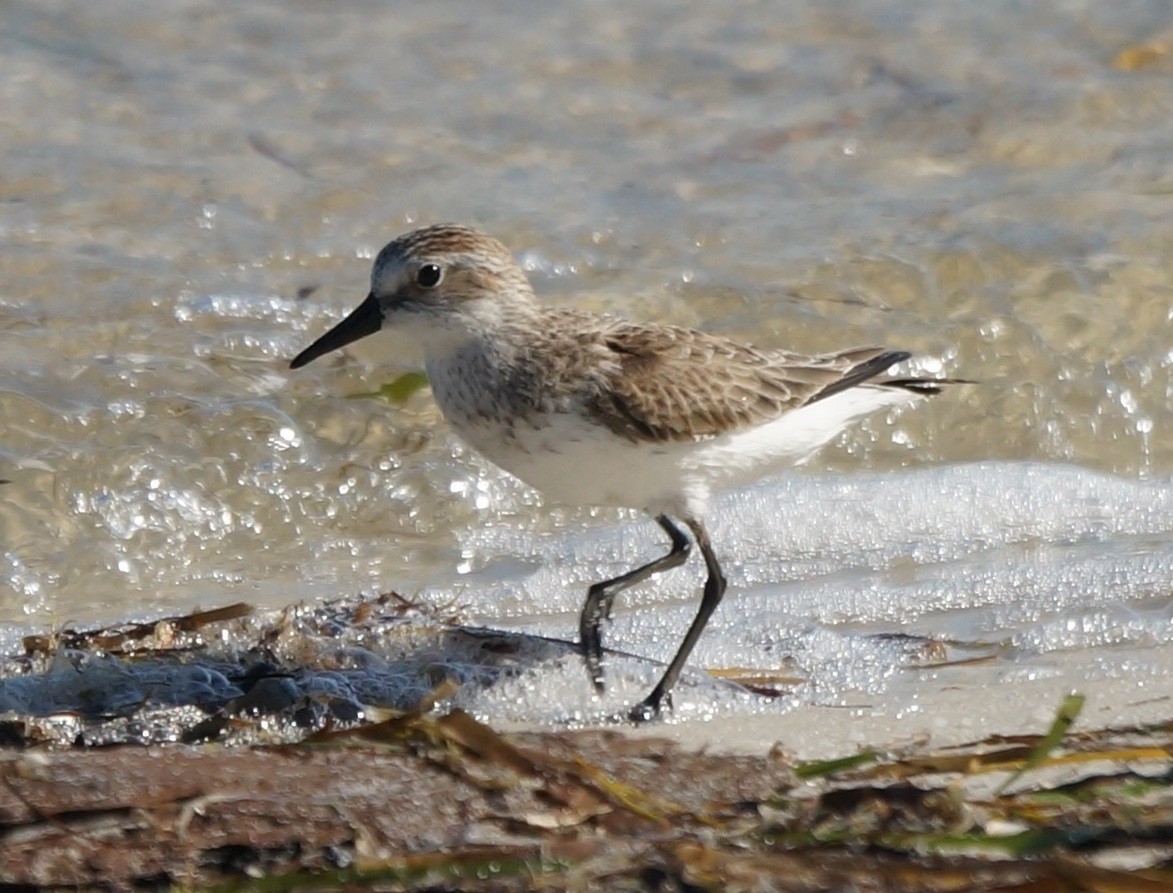 Semipalmated Sandpiper - Teri Zambon True