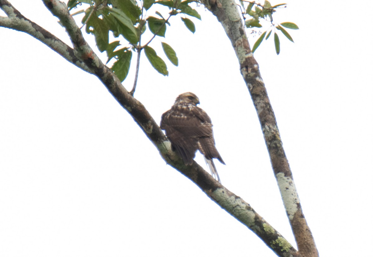 Broad-winged Hawk - ML601062261