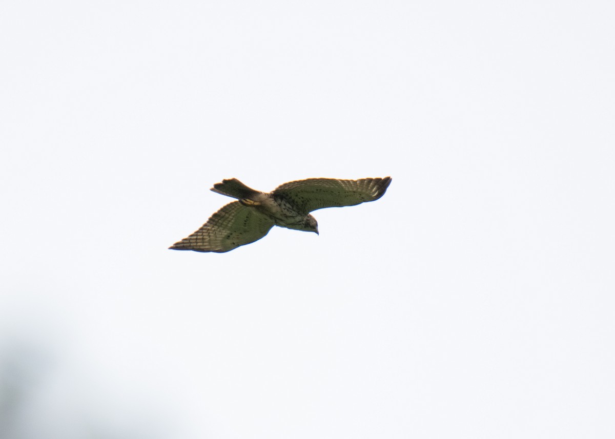 Broad-winged Hawk - ML601062271