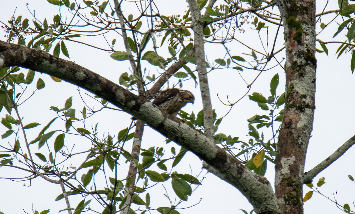 Broad-winged Hawk - ML601062281