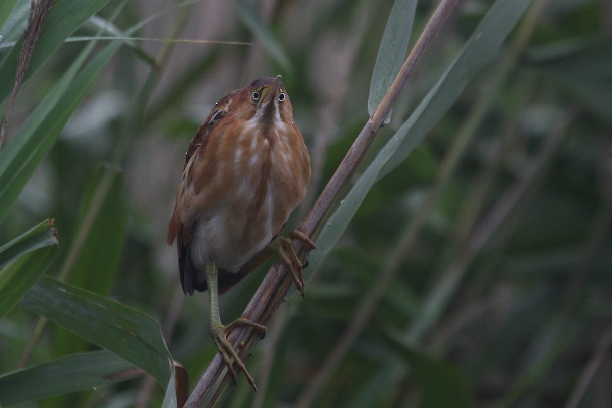 Least Bittern - ML601064991