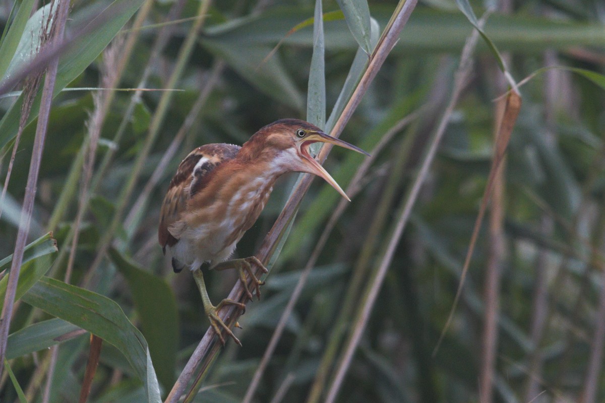 Least Bittern - ML601065001