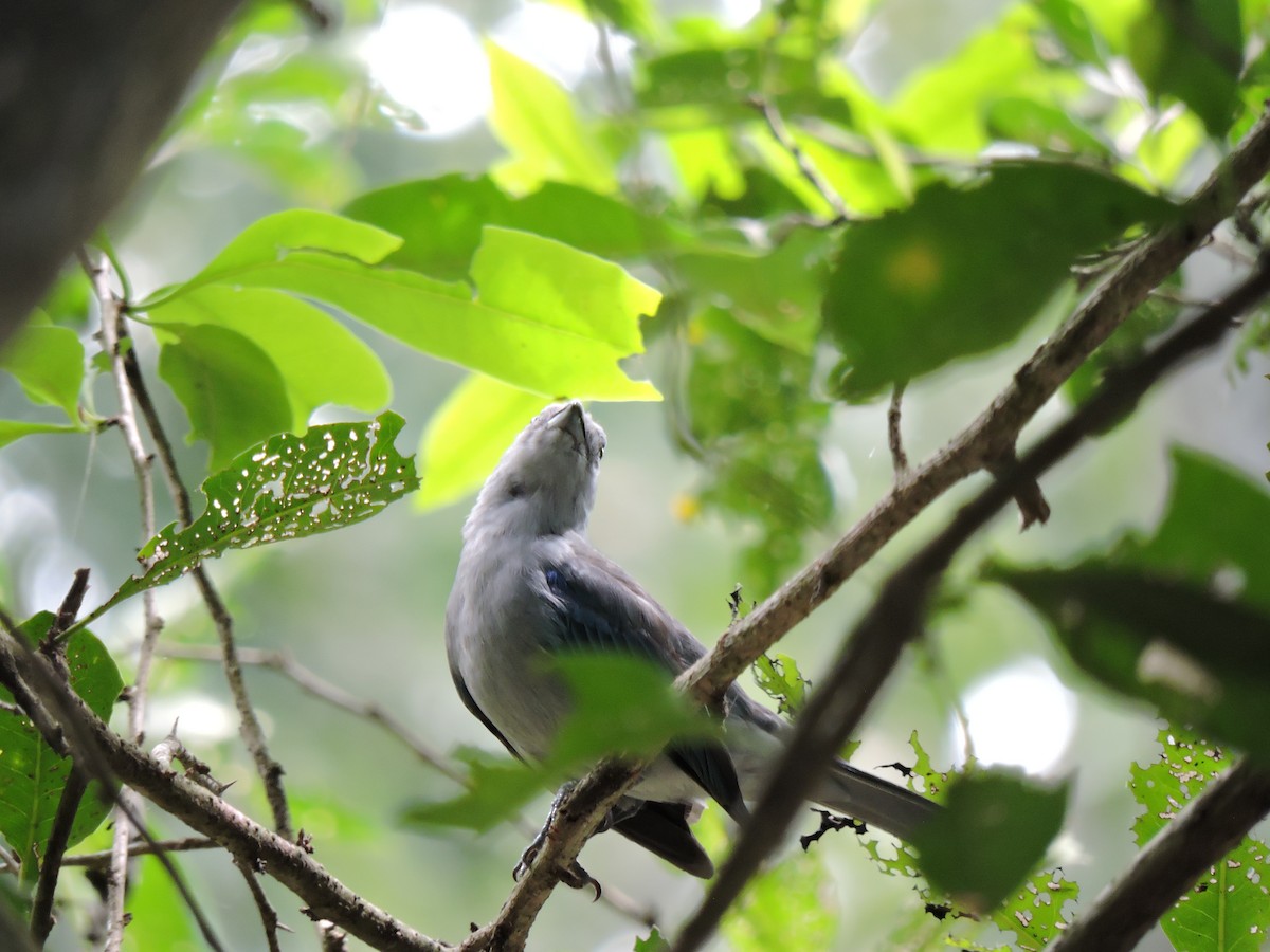 Blue-gray Tanager - Beatriz Helena Pinzón Estupiñan