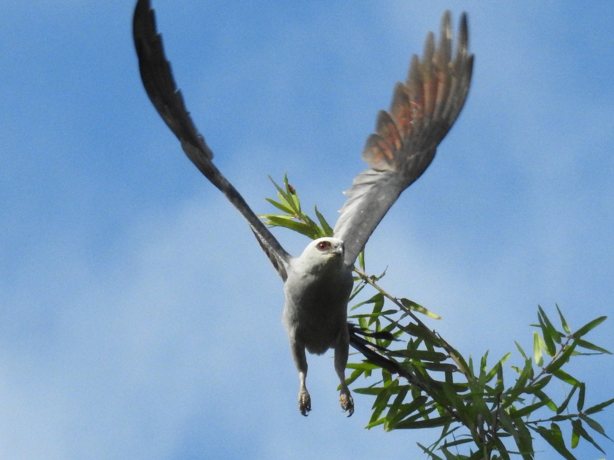 Mississippi Kite - ML601065701