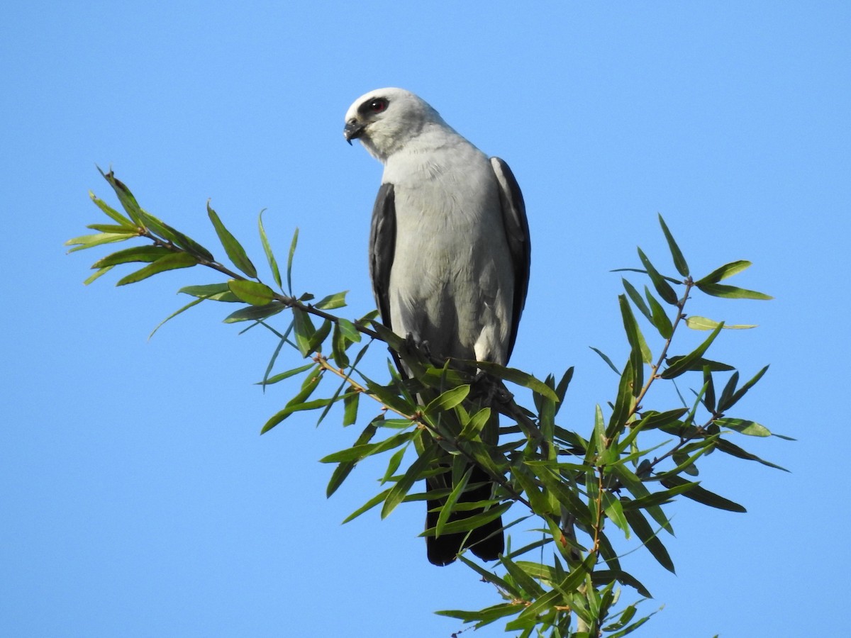 Mississippi Kite - ML601065711