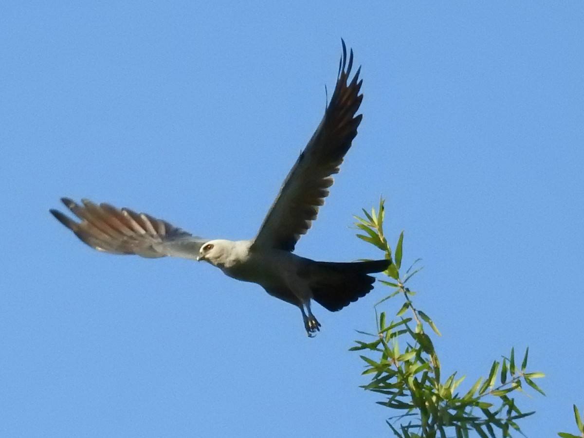 Mississippi Kite - ML601065721