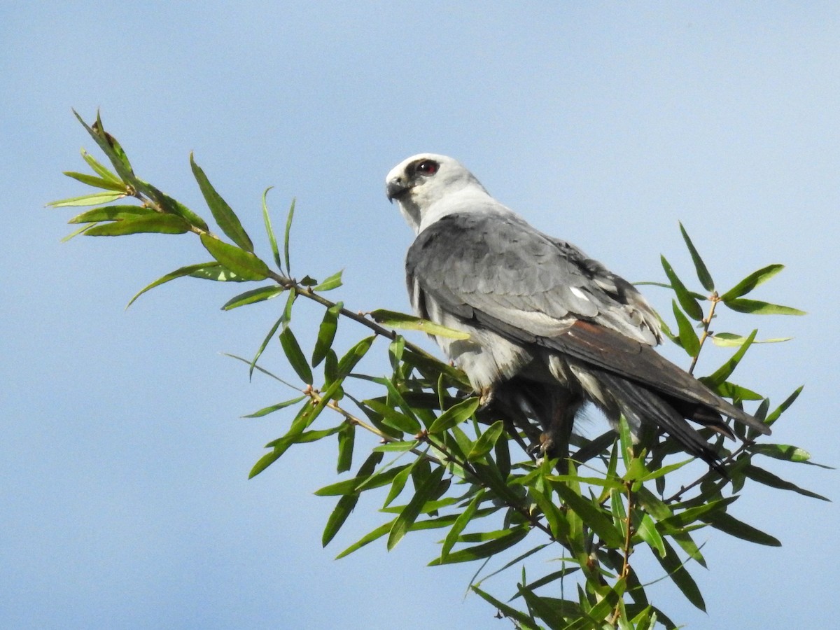 Mississippi Kite - Roger Massey