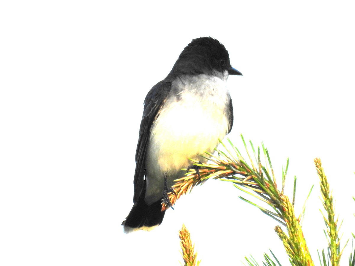 Eastern Kingbird - ML60106671