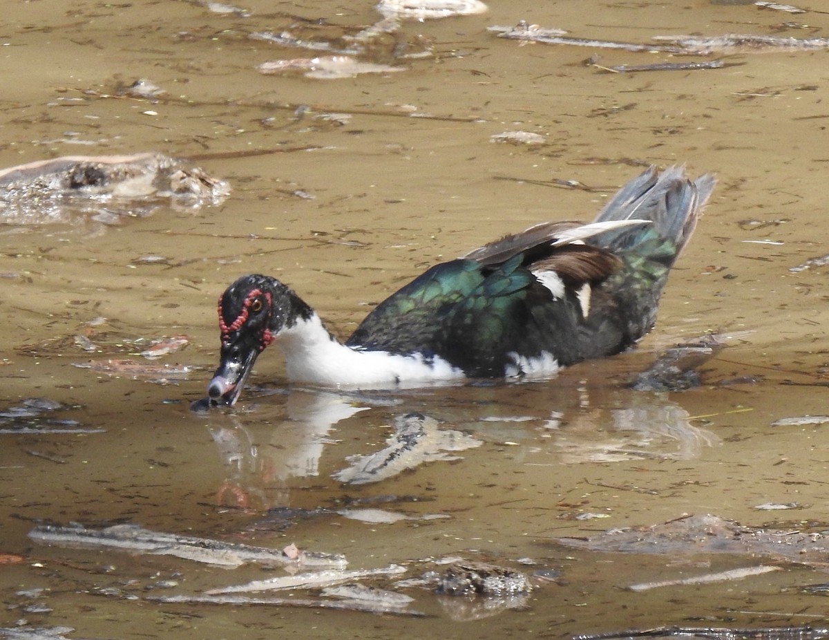 Muscovy Duck (Domestic type) - ML601068241