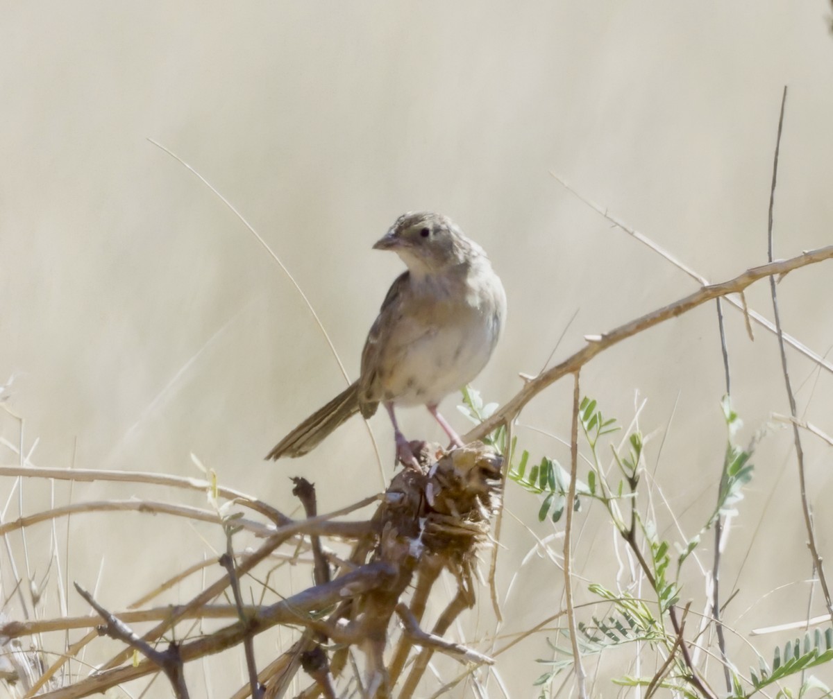 Botteri's Sparrow - ML601068261