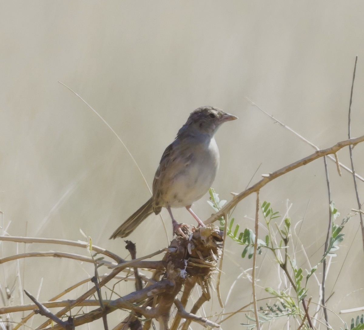 Botteri's Sparrow - ML601068271