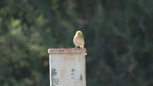 White-plumed Honeyeater - ML601069041