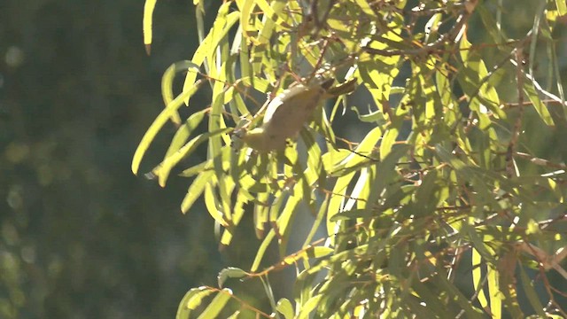 White-plumed Honeyeater - ML601069091