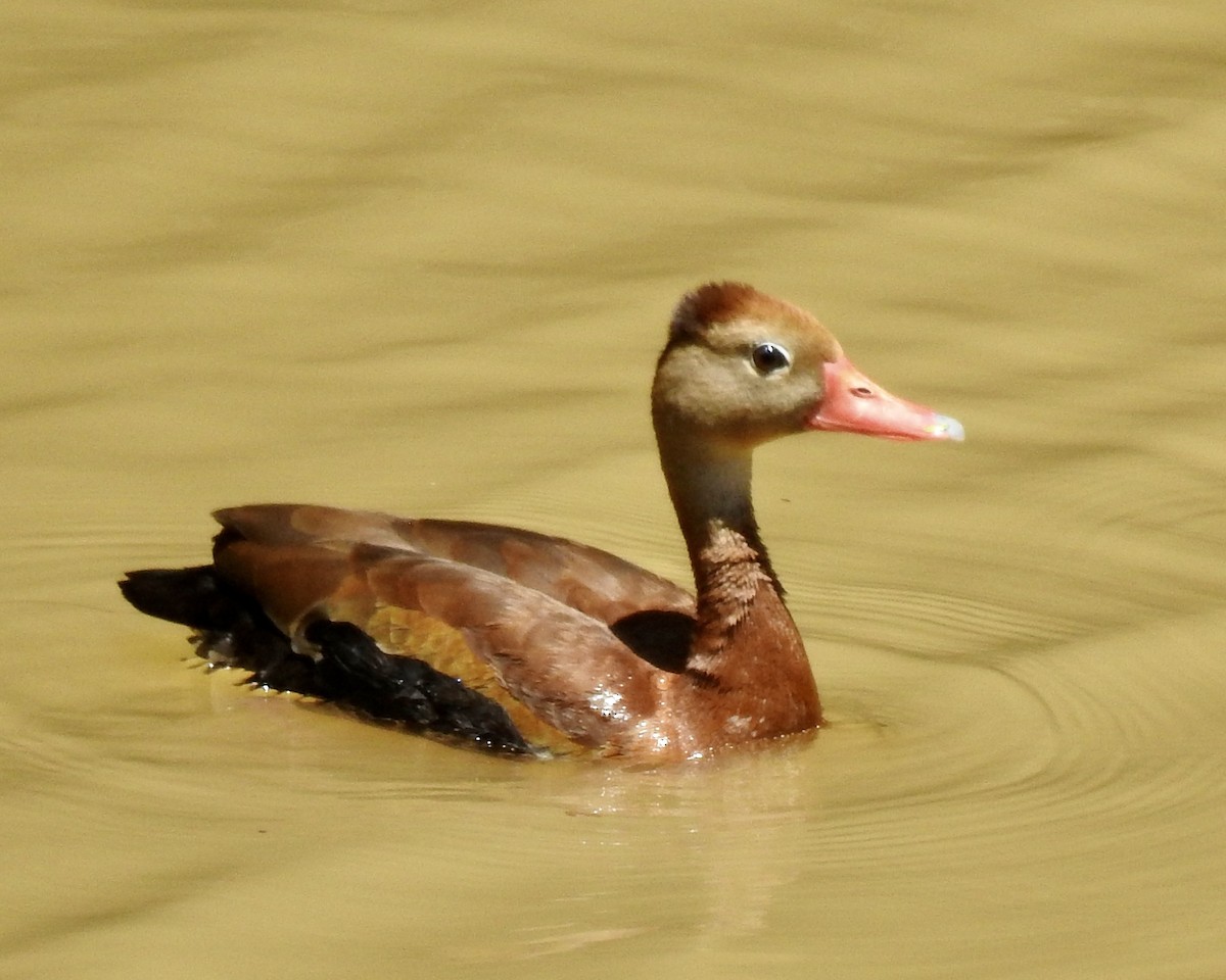 Dendrocygne à ventre noir - ML601069231