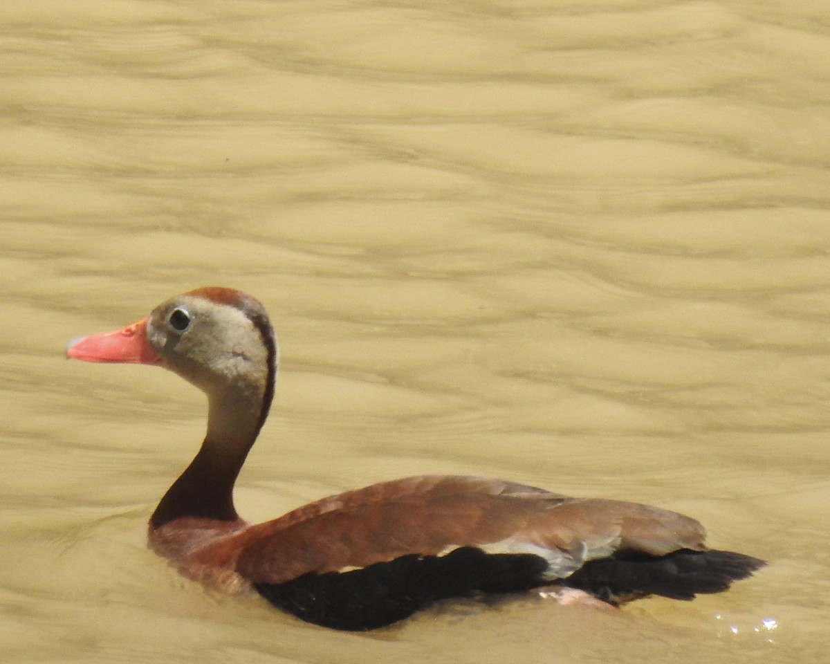 Dendrocygne à ventre noir - ML601069331