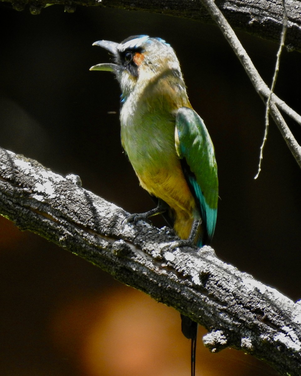 Motmot à sourcils bleus - ML601069431