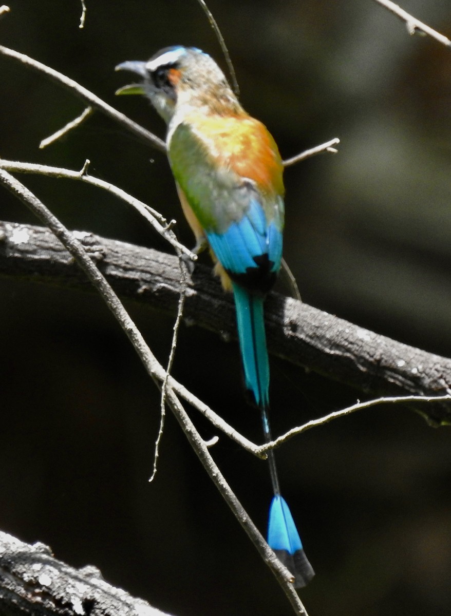 Turquoise-browed Motmot - ML601069531