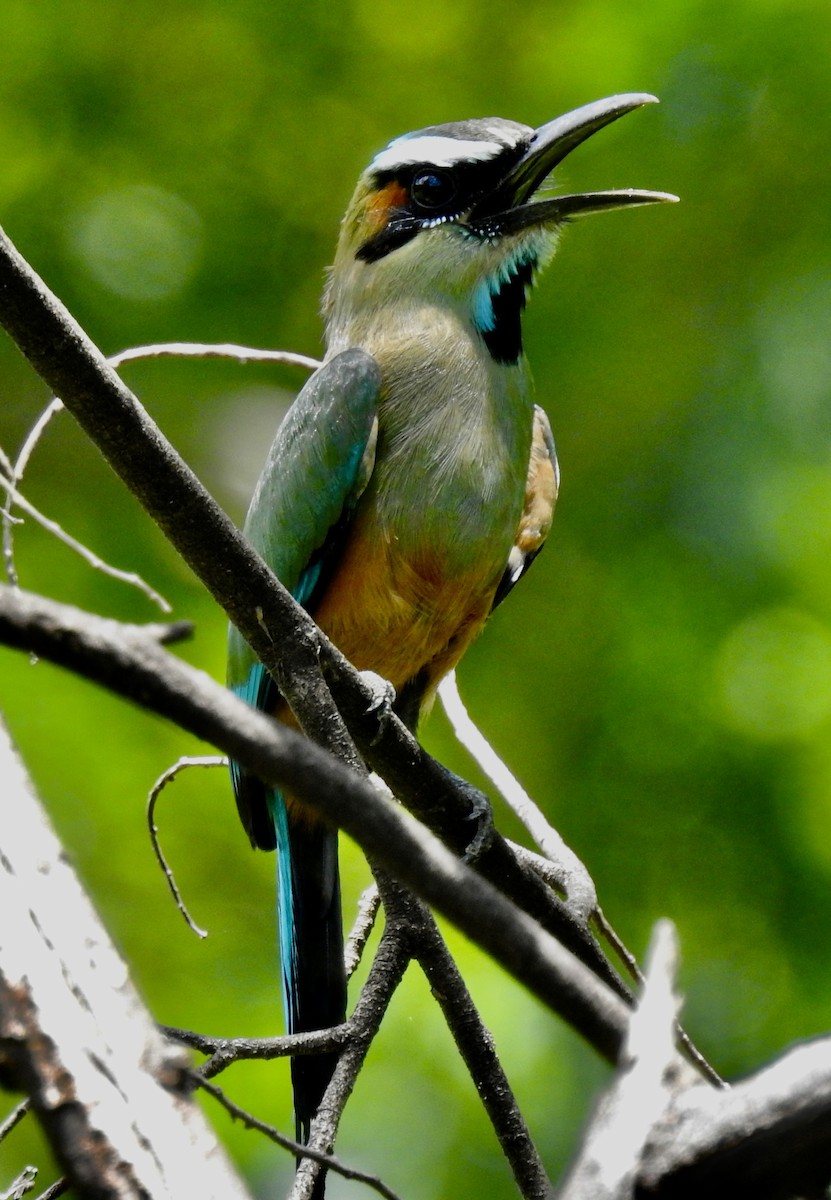 Turquoise-browed Motmot - ML601069541