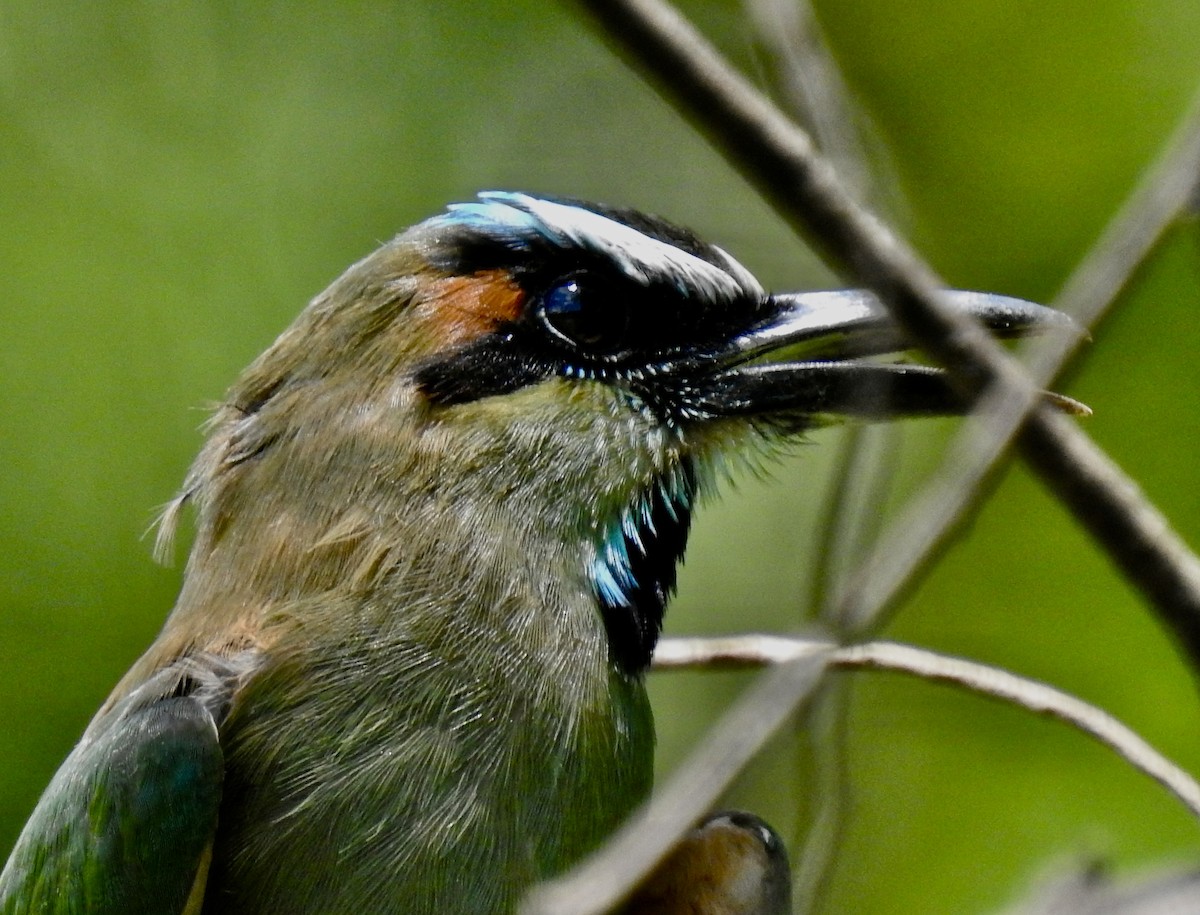 Turquoise-browed Motmot - ML601069551