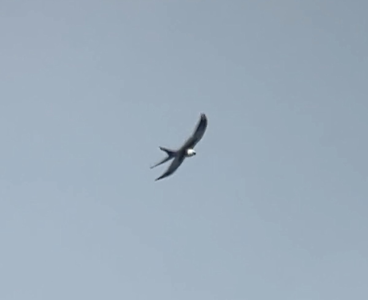 Swallow-tailed Kite - ML601070551