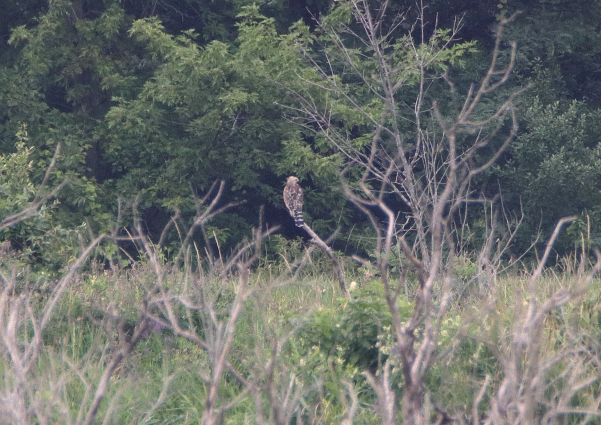 Red-shouldered Hawk - ML601070761