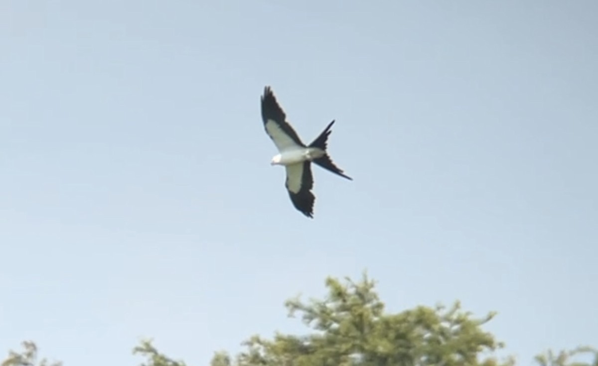 Swallow-tailed Kite - ML601070911