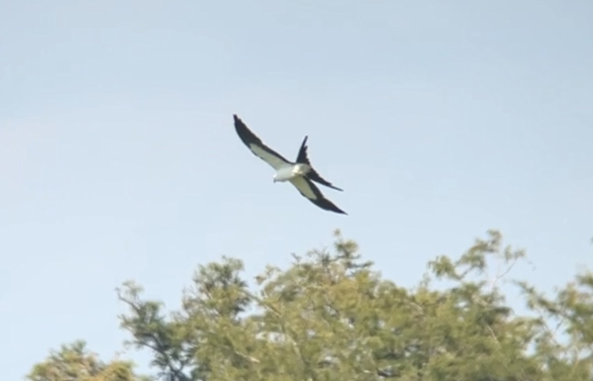 Swallow-tailed Kite - ML601070941
