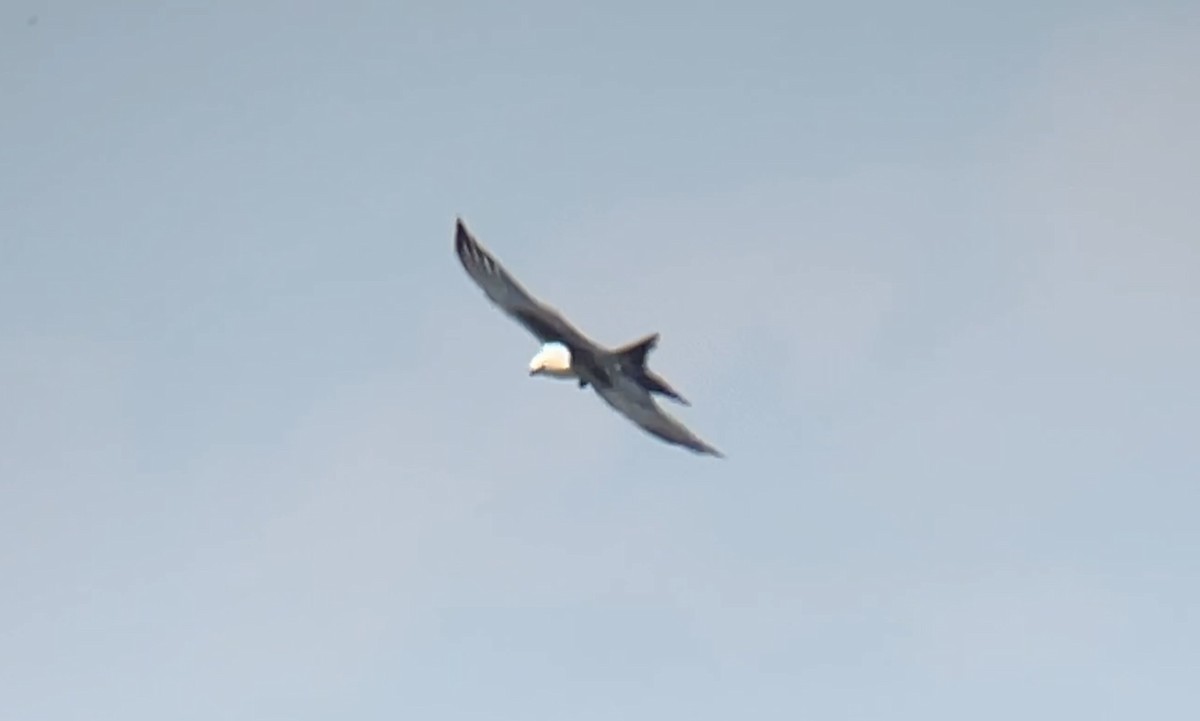 Swallow-tailed Kite - ML601070961
