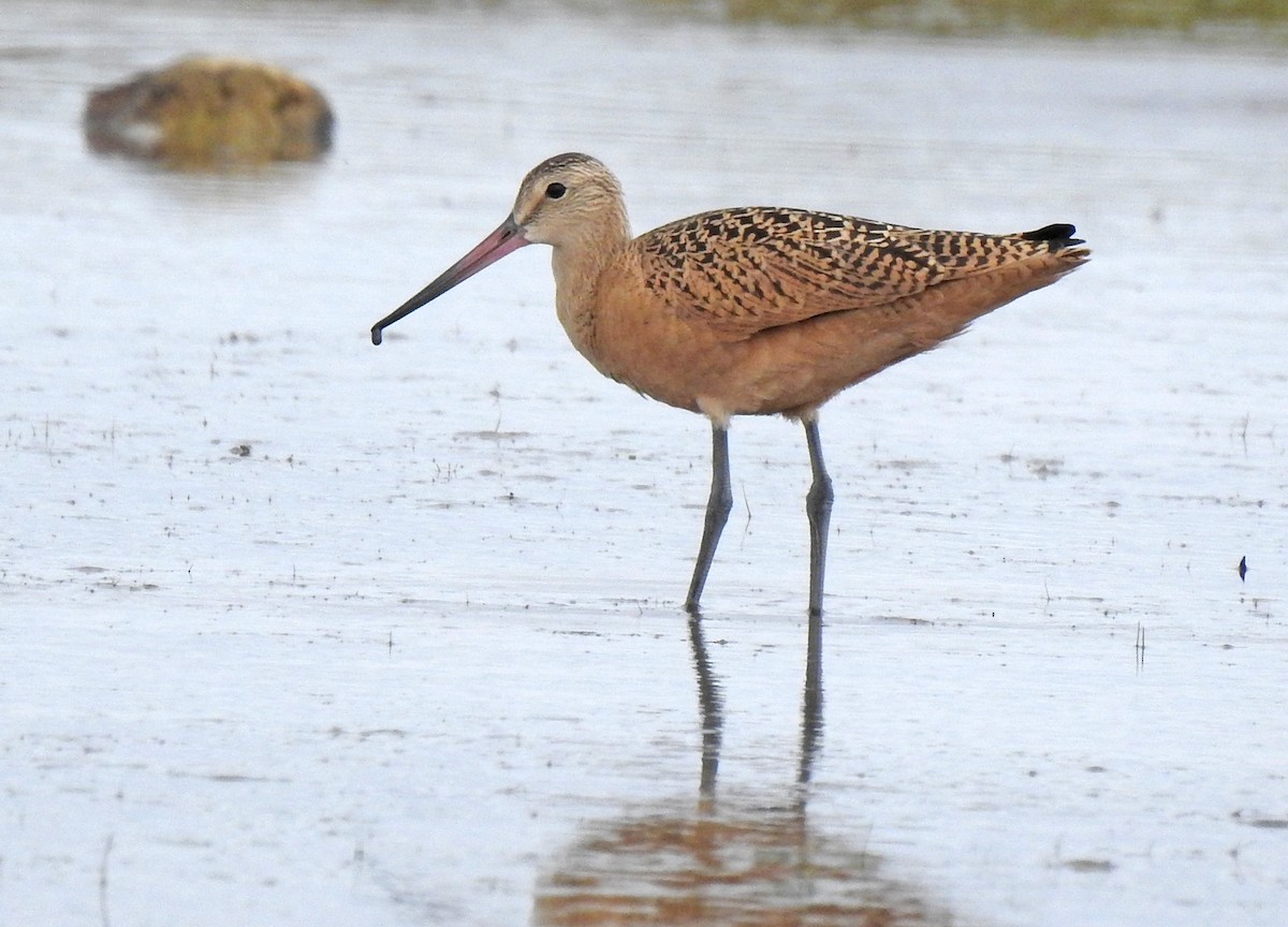 Marbled Godwit - ML601071051