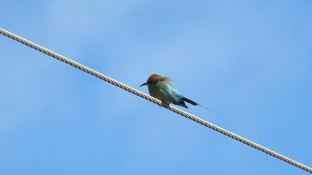 Rainbow Bee-eater - ML601071121