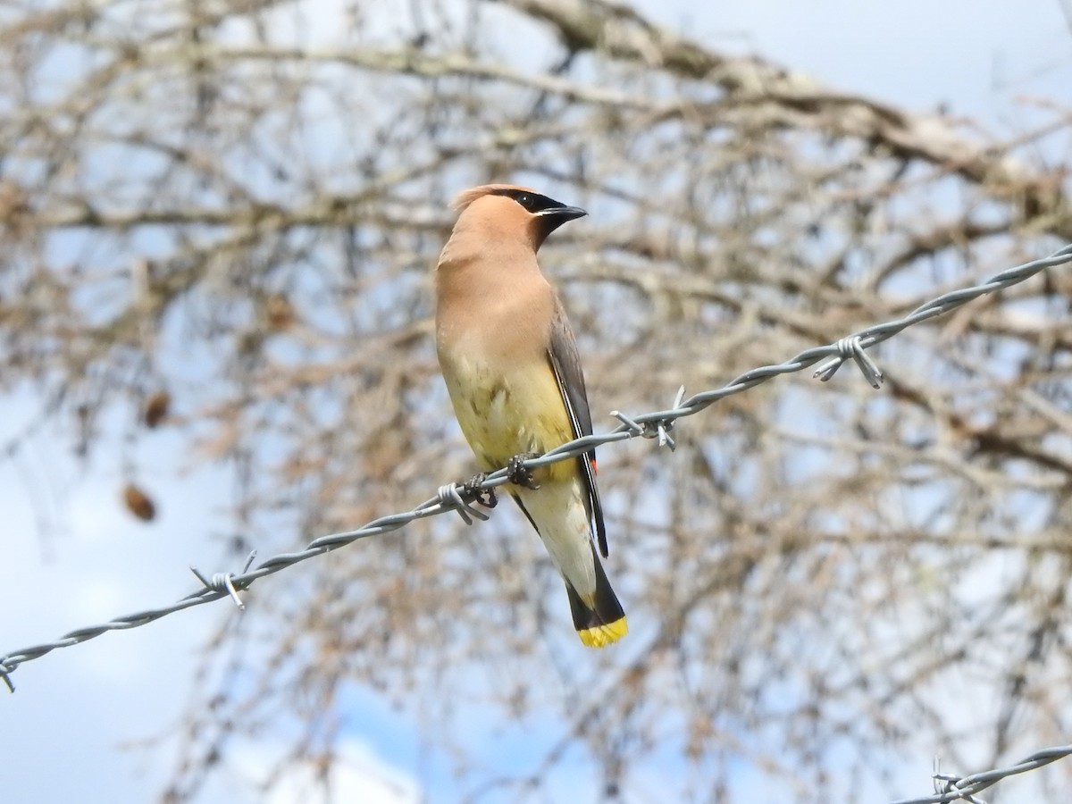 Cedar Waxwing - ML601071211