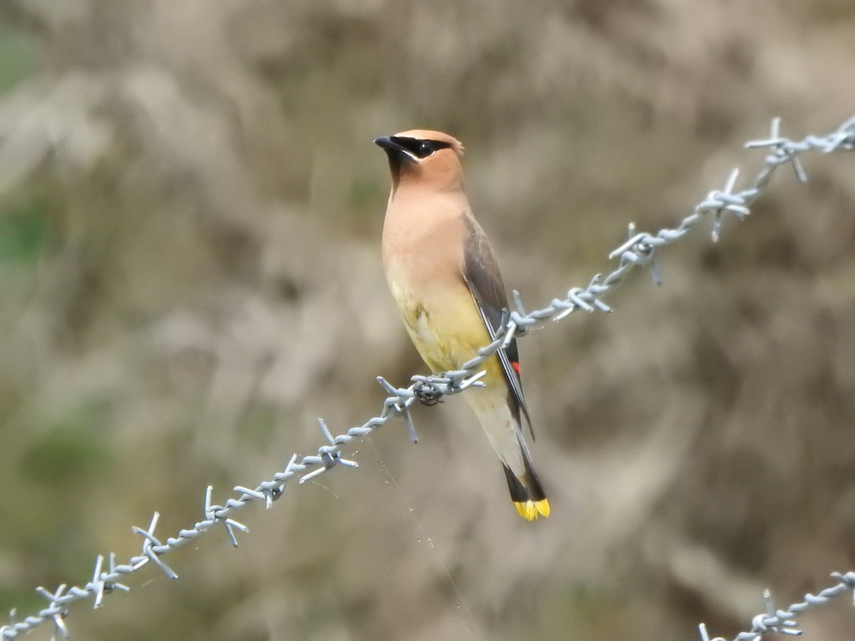 Cedar Waxwing - ML601071221