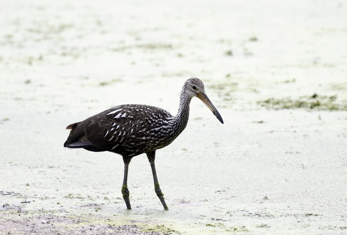 Limpkin (Speckled) - ML601071311