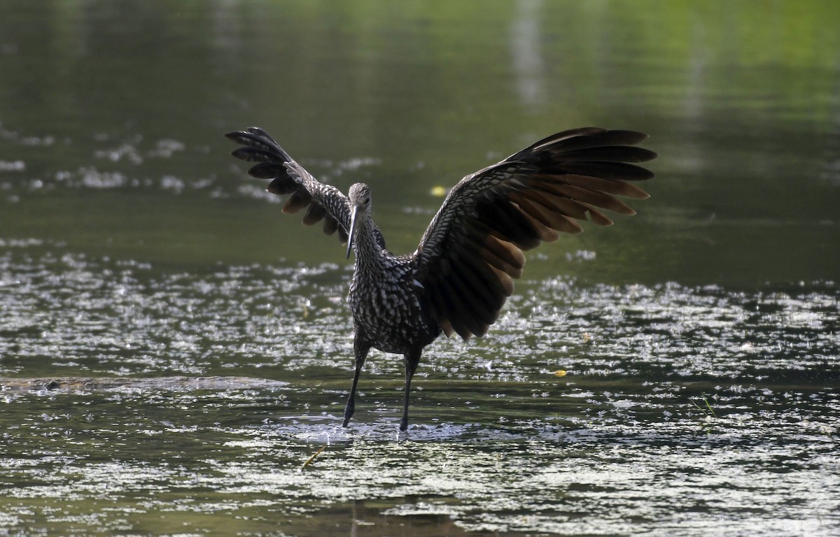 Limpkin (Speckled) - ML601071481