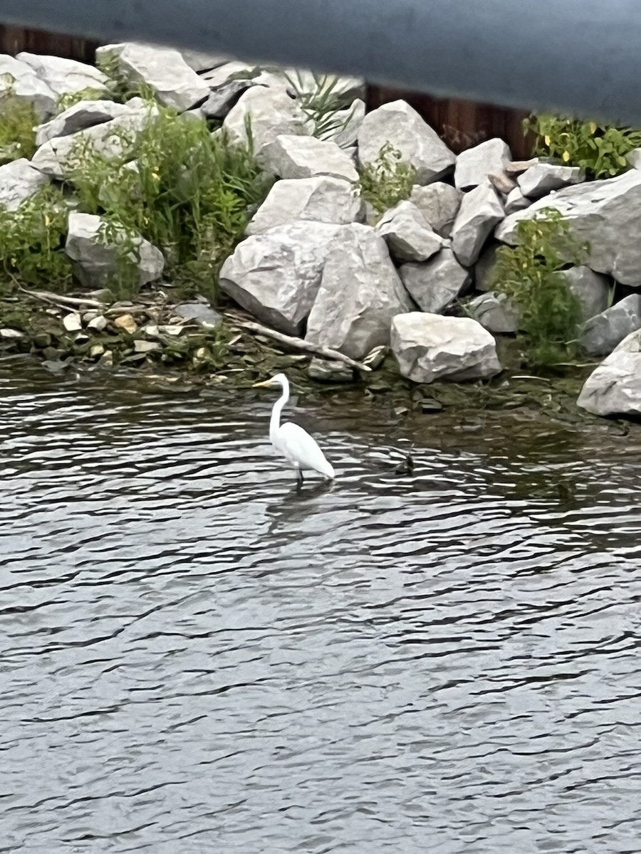 Great Egret - ML601071621