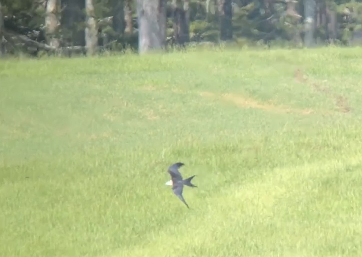 Swallow-tailed Kite - ML601071931