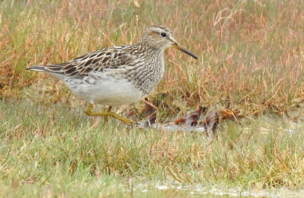 Bécasseau à poitrine cendrée - ML601072061